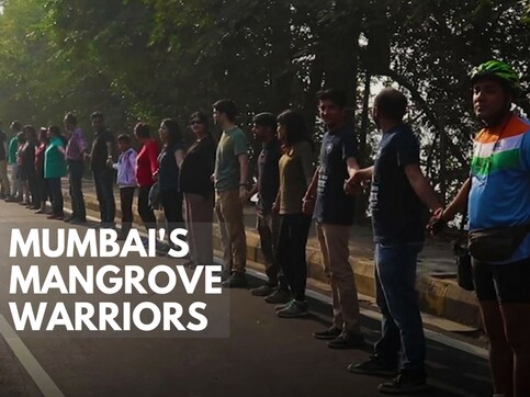 Mumbai's Mangrove Warriors: Meet the citizens who're working to reclaim city's lost mangroves Mumbai's Mangrove Warriors: Meet the citizens who're working to reclaim city's lost mangroves