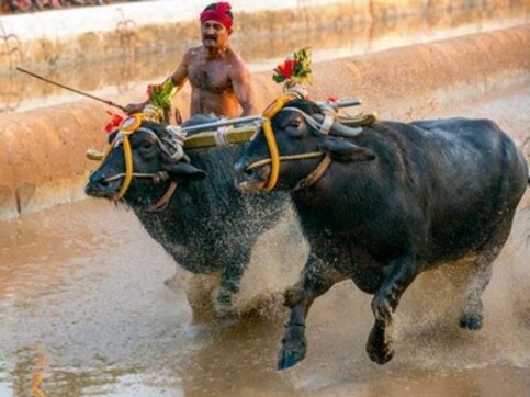 Supreme Court set to hear PETA's plea seeking ban on Karnataka's Kambala on 12 February Supreme Court set to hear PETA's plea seeking ban on Karnataka's Kambala on 12 February