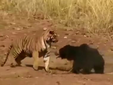 A youtube screengrab of the intense fight between a sloth bear and a tiger.