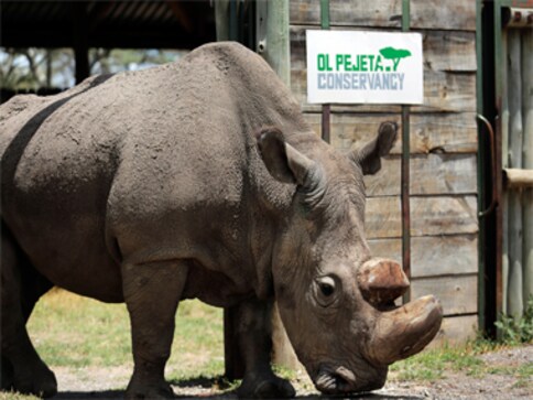 World's last male northern white rhino dead; 45-year-old Sudan stole many hearts with his dignity and strength World's last male northern white rhino dead; 45-year-old Sudan stole many hearts with his dignity and strength
