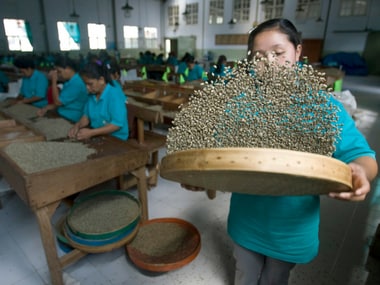 Workers sort coffee beans excreted by palm civet cats at a coffee plantation in Indonesia. Reuters
