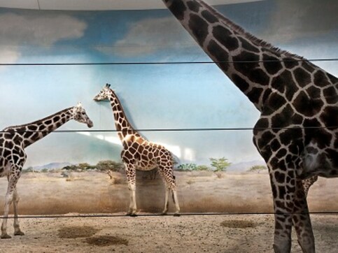 Giraffe Behind the Door is photographer Asmita Parelkar's compelling look at animals in captivity Giraffe Behind the Door is photographer Asmita Parelkar's compelling look at animals in captivity