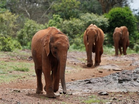 Four elephants die after being hit by train in Odisha; activists say Indian Railways must take steps to control locomotive speeds Four elephants die after being hit by train in Odisha; activists say Indian Railways must take steps to control locomotive speeds