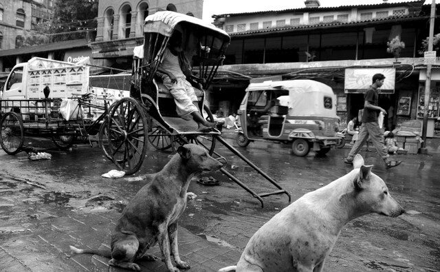 Bimal Roy's Do Bigha Zameen (1953) — which depicted the misery of the lower middle class in a steadily-in-decline Kolkata — portrayed the story of a poor farmer, compelled to leave his village and become a ‘tana rickshaw wallah’ in the city. Photo by Satwik Paul. Bimal Roy's Do Bigha Zameen (1953) — which depicted the misery of the lower middle class in a steadily-in-decline Kolkata — portrayed the story of a poor farmer, compelled to leave his village and become a ‘tana rickshaw wallah’ in the city. Photo by Satwik Paul.