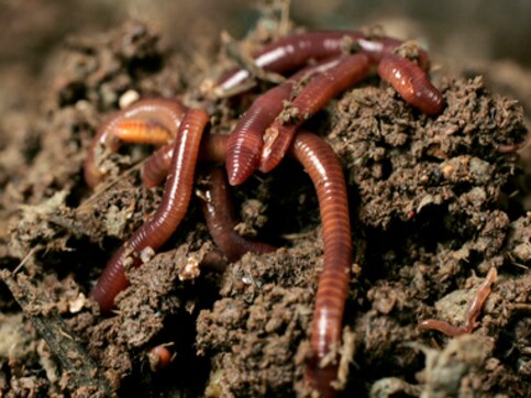 Scientists find that earthworm guts can digest cellulose, opening new avenues for the recycling of organic waste Scientists find that earthworm guts can digest cellulose, opening new avenues for the recycling of organic waste