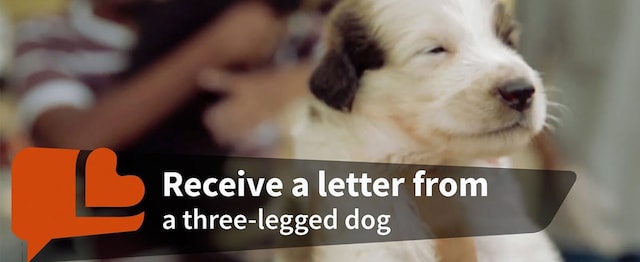 In Defence of Animals India (IDA) is rescuing more than 1,000 abused animals every month 印度动物保护协会(IDA)每月拯救1000多只受虐待的动物