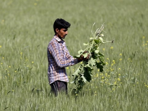 Researchers develop a weed removal device that could save India hundreds of crores Researchers develop a weed removal device that could save India hundreds of crores