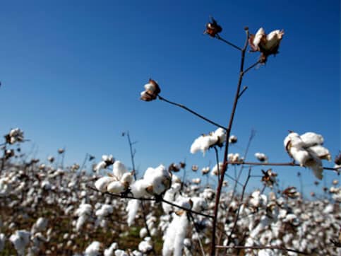 Cotton output to dip by over 11% to 328 lakh bales in 2018-19 on low rainfall; exports likely to decline by 27% Cotton output to dip by over 11% to 328 lakh bales in 2018-19 on low rainfall; exports likely to decline by 27%