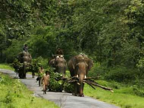 India's forest cover has increased by 1.29% from 2009 to 2015, reports Environment Minister Harsh Vardhan India's forest cover has increased by 1.29% from 2009 to 2015, reports Environment Minister Harsh Vardhan