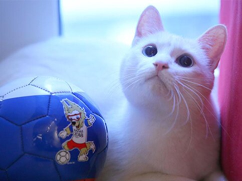 FIFA World Cup 2018: Meet Achilles the Cat, Russia's deaf but highly gifted World Cup soothsayer FIFA World Cup 2018: Meet Achilles the Cat, Russia's deaf but highly gifted World Cup soothsayer