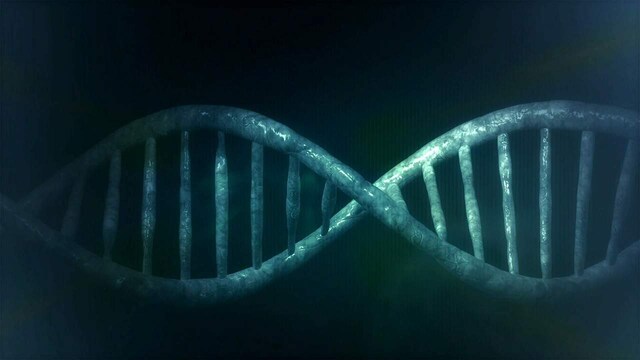 Gene therapy may help reverse damage in kidney cells that cause chronic diseases Gene therapy may help reverse damage in kidney cells that cause chronic diseases