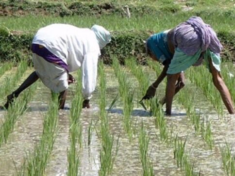 Punjab's farmers say hike in MSP for paddy not enough to relieve debt, doesn't match Centre's promise