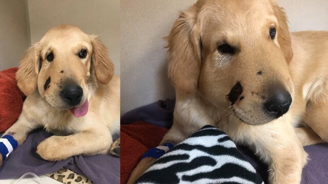 This dog saved his human from a rattlesnake and became an internet sensation This dog saved his human from a rattlesnake and became an internet sensation