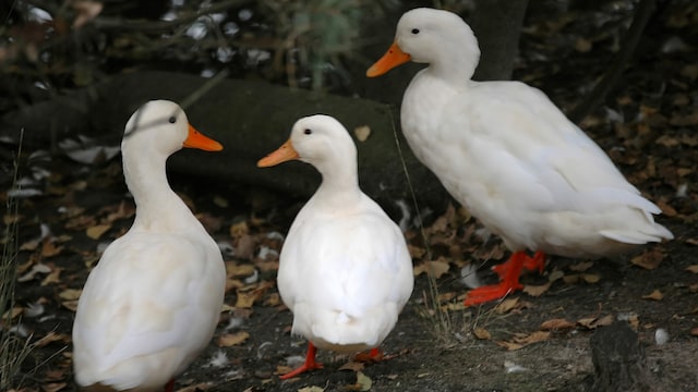 Biplab Deb claims ducks 'automatically' raise oxygen levels, beauty of ponds Biplab Deb claims ducks 'automatically' raise oxygen levels, beauty of ponds