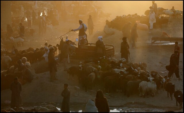 Vendors at a livestock market in Kabul, Afghanistan on 20 August, 2018 waiting for customers ahead of Eid al-Adha. Traditionally, the festival follows the sacrifice of a ram as an offering to God. However, some in Egypt have also taken to sacrificing camels on the occasion of Eid. Reuters/ Omar Sobhani Vendors at a livestock market in Kabul, Afghanistan on 20 August, 2018 waiting for customers ahead of Eid al-Adha. Traditionally, the festival follows the sacrifice of a ram as an offering to God. However, some in Egypt have also taken to sacrificing camels on the occasion of Eid. Reuters/ Omar Sobhani