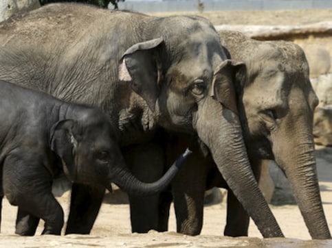 Uttarakhand HC bans commercial use of elephants in Corbett Tiger Reserve, restricts number of vehicles allowed Uttarakhand HC bans commercial use of elephants in Corbett Tiger Reserve, restricts number of vehicles allowed