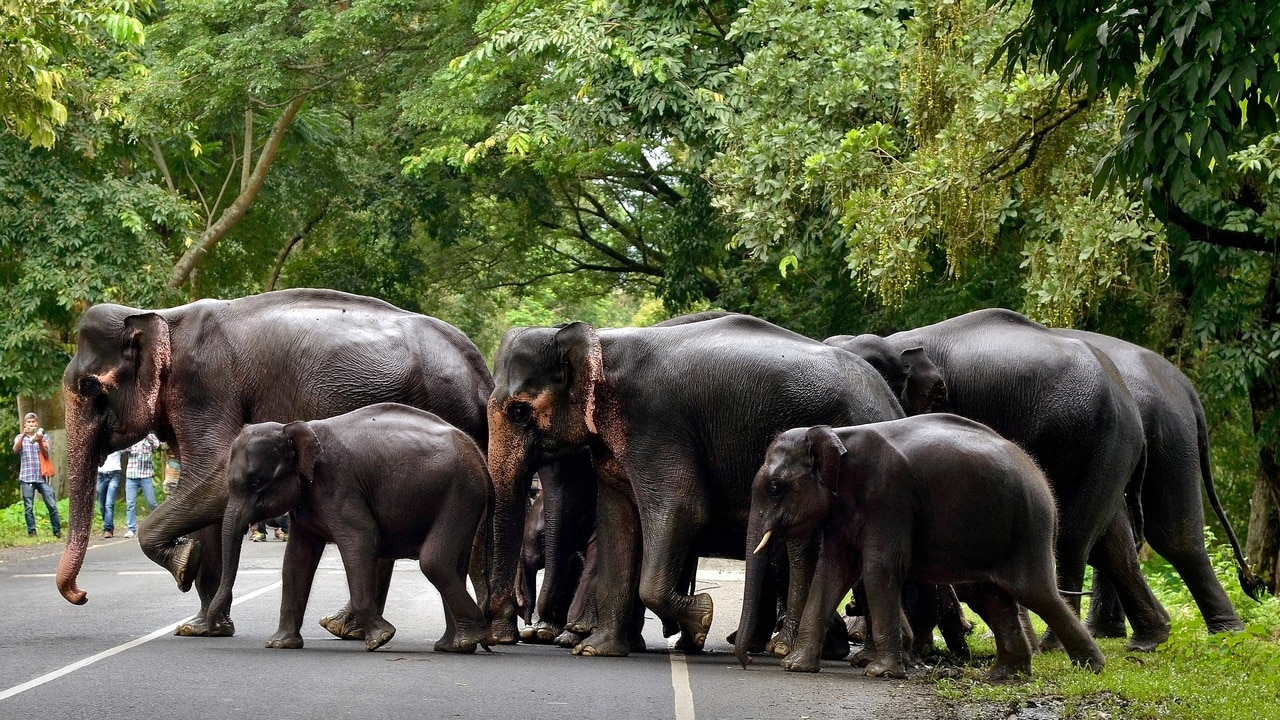 A herd of elephants cross a road that passes through the flooded Kaziranga National Park in the northeastern state of Assam, India in July, 2017. Reuters