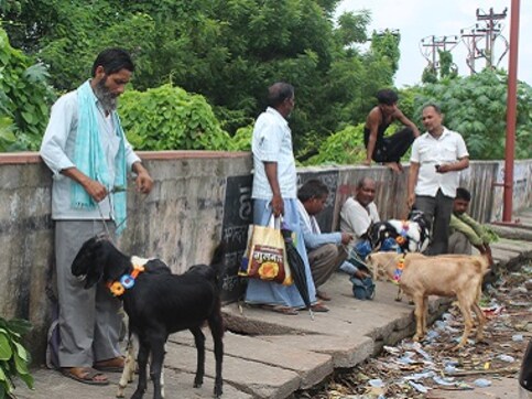 Bakrid in Uttar Pradesh: Muslims divided on Yogi Adityanath's instructions disallowing animal sacrifice in open Bakrid in Uttar Pradesh: Muslims divided on Yogi Adityanath's instructions disallowing animal sacrifice in open
