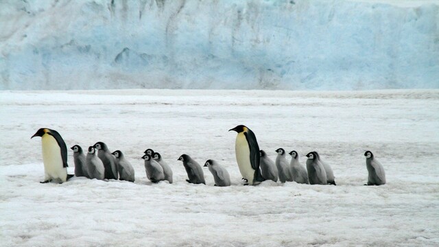Video of penguins chasing butterfly grabs attention, watch it here