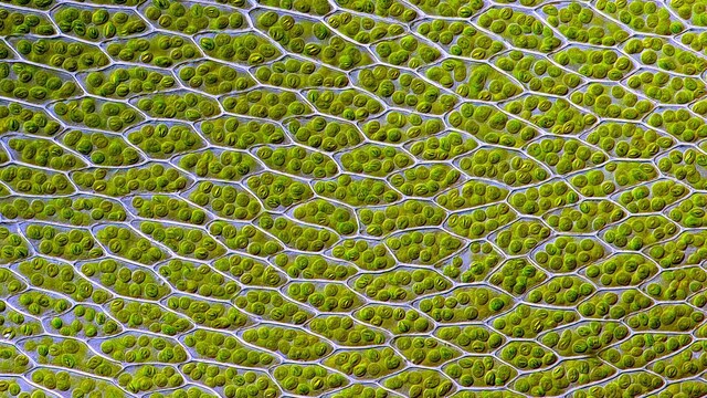 Semi-artificial photosynthesis: Scientists find a new way to draw fuel from the Sun Semi-artificial photosynthesis: Scientists find a new way to draw fuel from the Sun