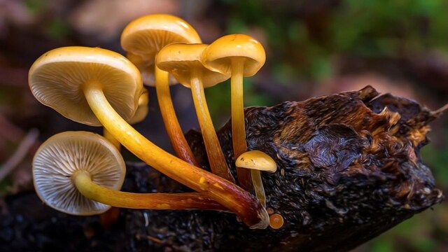 Respect the fungi, urges the Royal Botanic Garden in its global fungi report Respect the fungi, urges the Royal Botanic Garden in its global fungi report