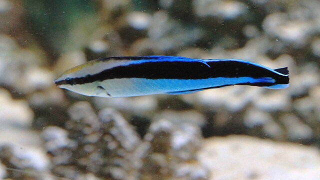 Tropical fish is now among handful of animal species that show 'self-awareness' Tropical fish is now among handful of animal species that show 'self-awareness'