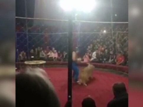 Circus lion slashes four-year-old girl's face in Russia; director detained, committee to investigate safety breaches Circus lion slashes four-year-old girl's face in Russia; director detained, committee to investigate safety breaches