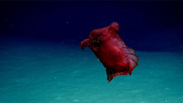 Headless chicken monster spotted in proposed conservation zone off Antarctic coast