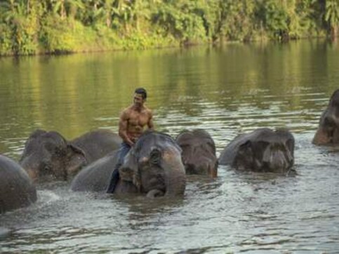 Junglee box office collection: Vidyut Jammwal's action-adventure film makes Rs 21.20 cr in first week Junglee box office collection: Vidyut Jammwal's action-adventure film makes Rs 21.20 cr in first week