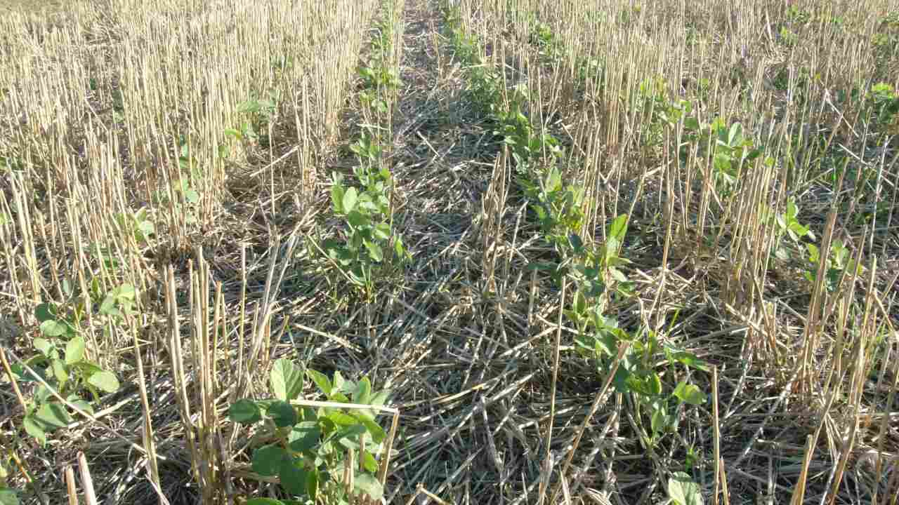 Soyabean grown in a harvested wheat field. Image: WIkimedia Commons