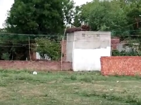 Bamboo sticks for electricity poles: How one UP village is staying 'electrified' Bamboo sticks for electricity poles: How one UP village is staying 'electrified'