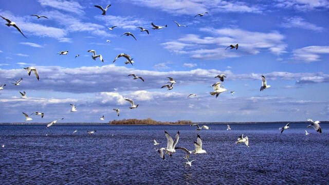World Migratory Bird Day 2022: From history to significance, here's all you need to know