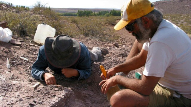 New Sauropod species discovered in Argentina that lived 110 mn years ago New Sauropod species discovered in Argentina that lived 110 mn years ago