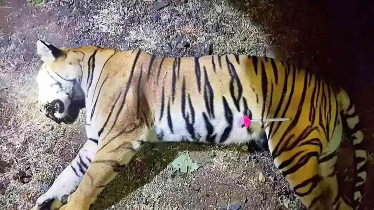 Topshot of tiger Avni after she was shot. Image courtesy: Twitter/ANI