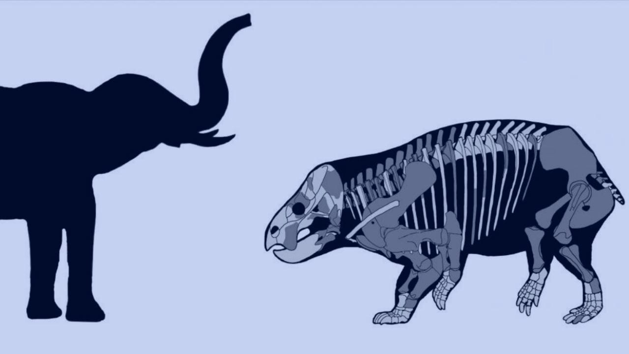 A comparison of the Lisowicia bojani with a recent elephant is pictured in this illustration handout provided November 21, 2018. Tomasz Sulej and Grzegorz Niedzwiedzki/Handout via REUTERS