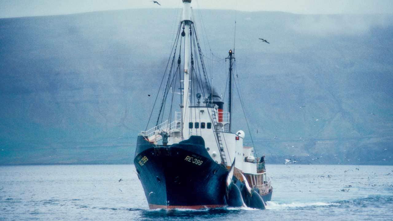 An Icelandic whaling catcher with 2 whales. Image: IWC
