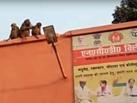 Monkey menace adds to the woes of already crippling rural healthcare infrastructure in Bundelkhand Monkey menace adds to the woes of already crippling rural healthcare infrastructure in Bundelkhand