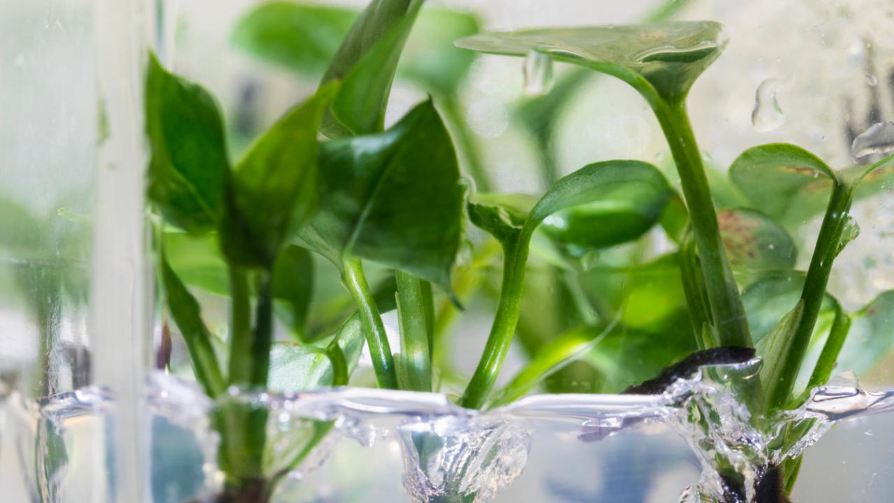 Researchers have genetically modified a common houseplant — pothos ivy — to remove chloroform and benzene from the air around it. Image courtesy: University of Washington