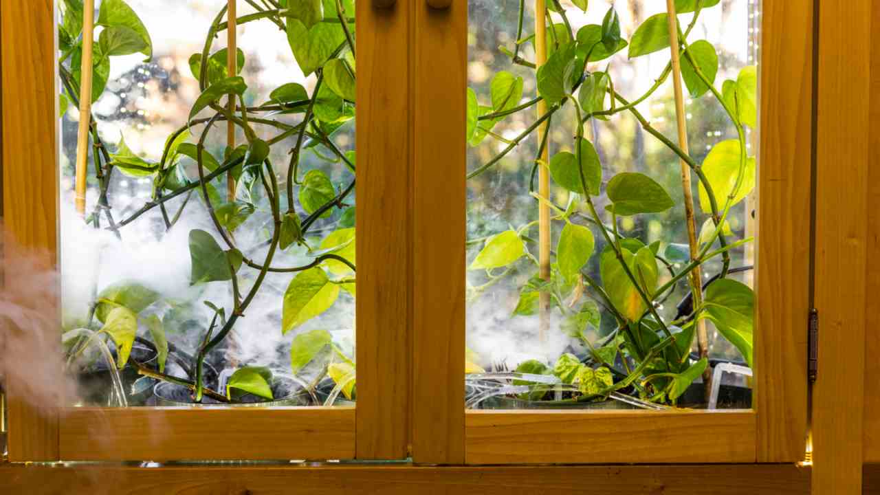 For plants in houses to be able to effectively remove hazardous molecules from the air, they would need to be inside an enclosure with something to move air past their leaves – like a fan. Image courtesy: University of Washington