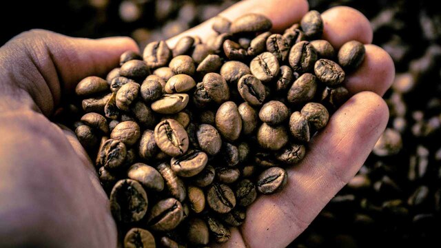 60 percent of coffee varieties under threat of extinction from climate change 60 percent of coffee varieties under threat of extinction from climate change