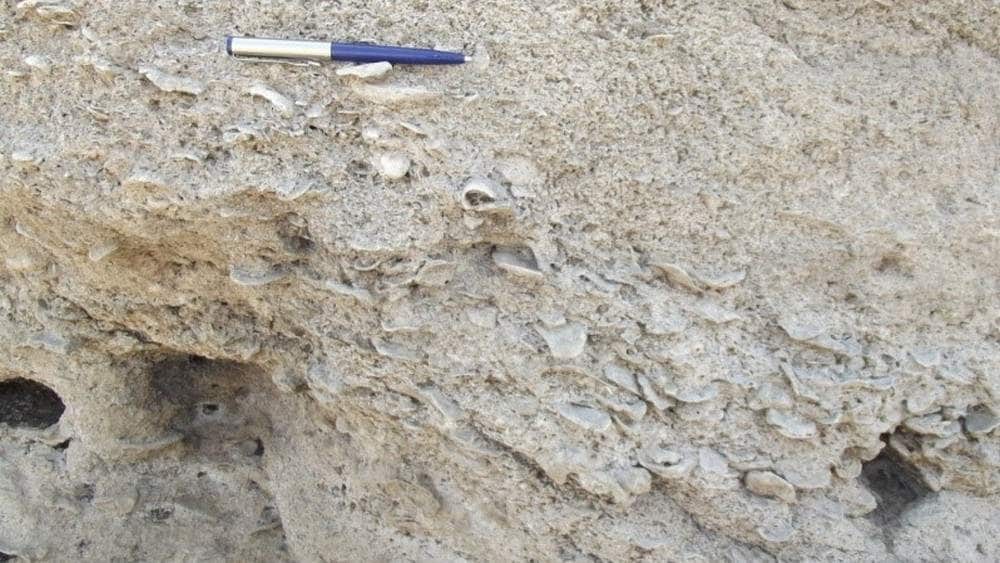 Miliolite with oyster shells indicating a typical marine deposition