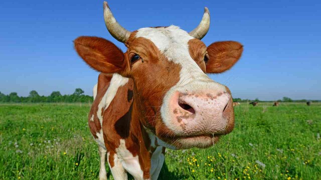 Dropping beef from your diet could save millions of lives, slash emissions: WEF Dropping beef from your diet could save millions of lives, slash emissions: WEF