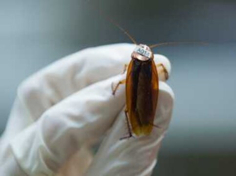Fancy a roach-milk shake? Fancy a roach-milk shake?