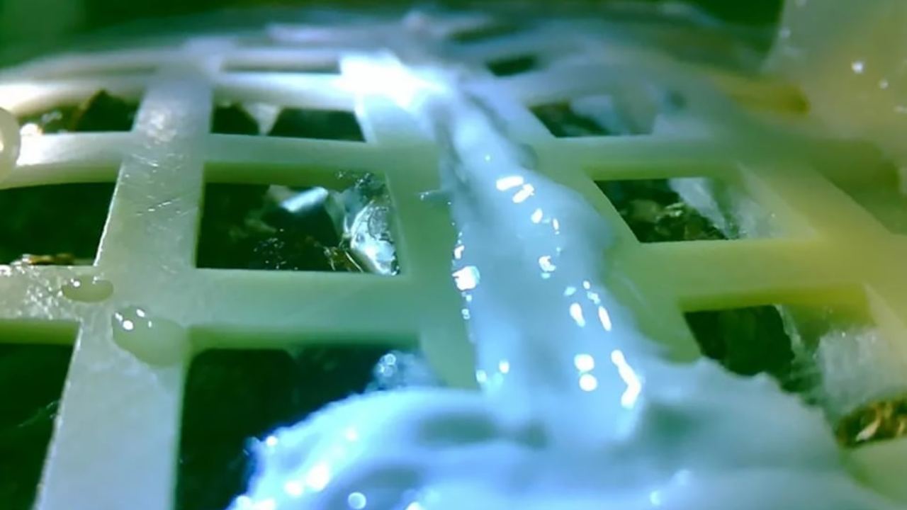 A photo of the cotton sprout, which relied on sunlight on the moon’s surface to grow. It's short life ended when night arrived at the extremely cold far side of the moon. Image credit: CNSA