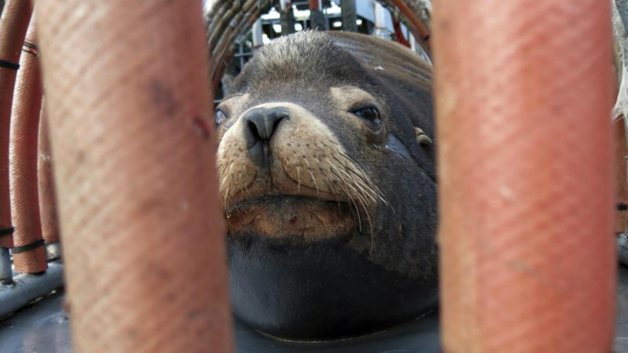 Oregon wildlife officials begin killing California sea lions after relocation fails