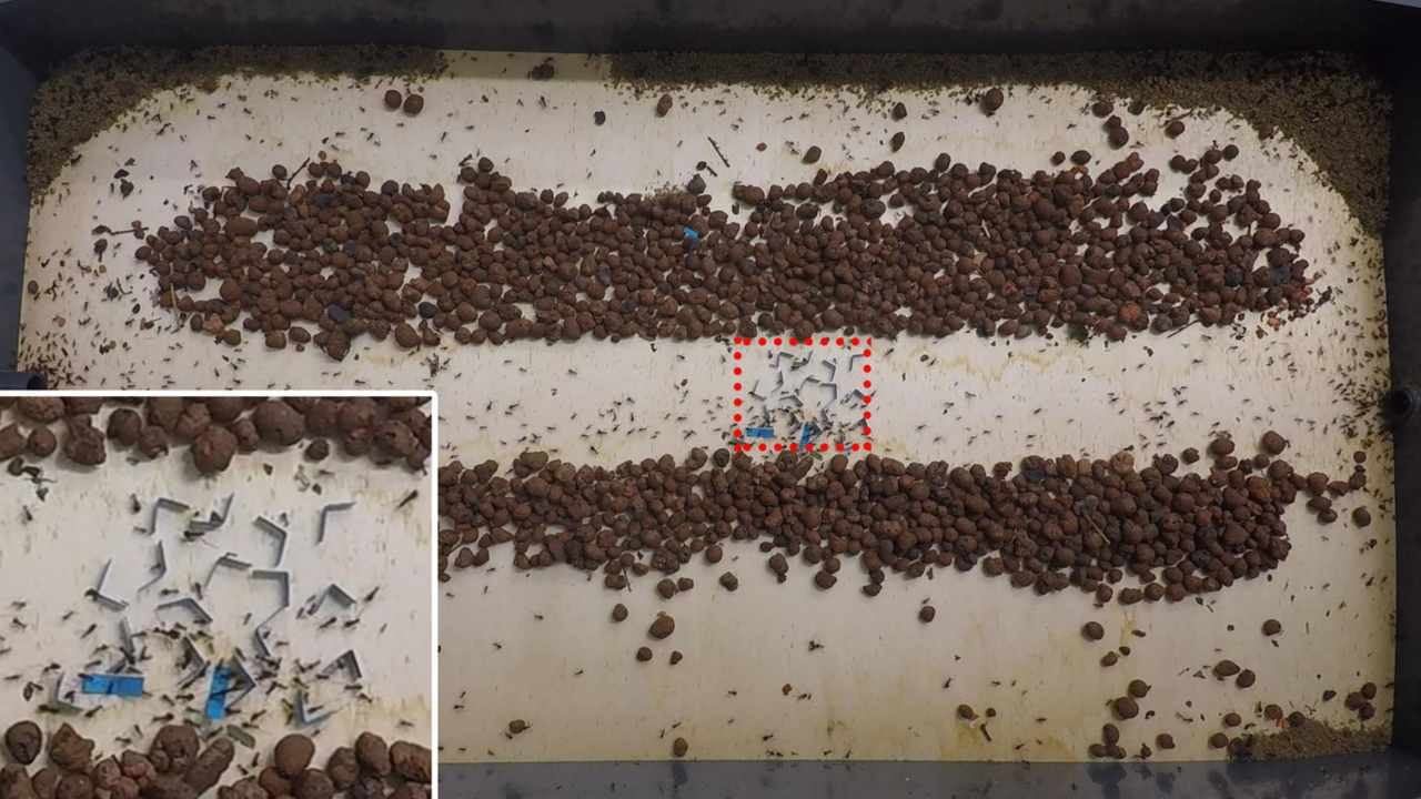 The trail-clearing mechanism of ants. Image courtesy: Royal Society