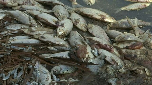 Australian state plans to pump oxygen into rivers as tons of fish die Australian state plans to pump oxygen into rivers as tons of fish die