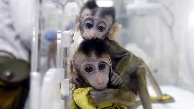 Chinese scientists clone gene-edited monkeys to aid research for sleeping disorder