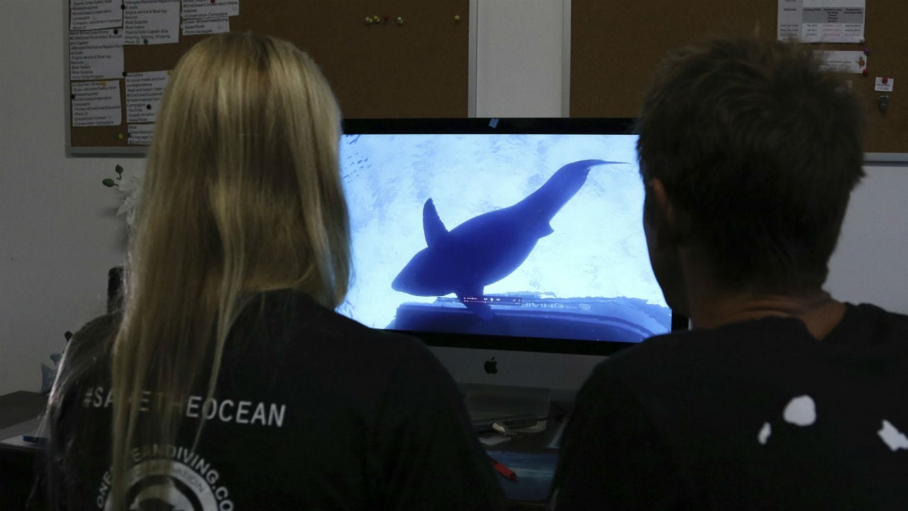 Juan Oliphant, right, and Ocean Ramsey, co-founders of One Ocean Diving and Research, look at footage their encounter with a great white shark. Image: AP