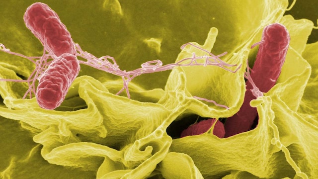 Scientists solve the mystery of how salmonella bacteria infects plants Scientists solve the mystery of how salmonella bacteria infects plants